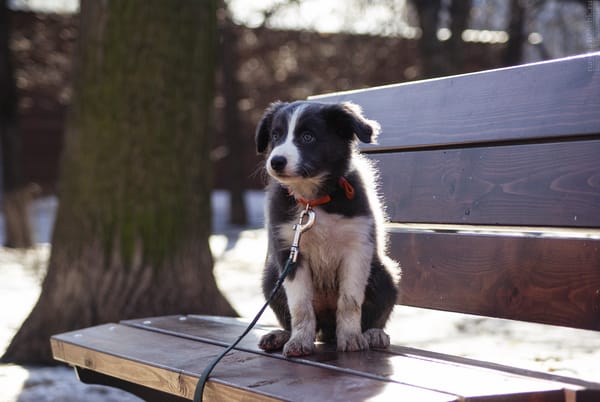 Обои собаки, dog, бордер колли