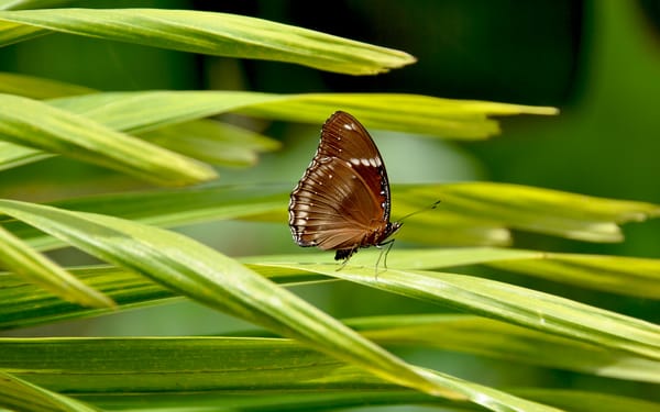 Обои макро, лунная бабочка, hypolimnus bolina, grass, vietnam, трава, вьетнам