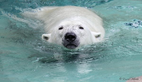 Обои вода, животные, белый медведь