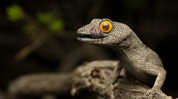 Обои tailed gecko, soft spiny, strophurus spinigerus