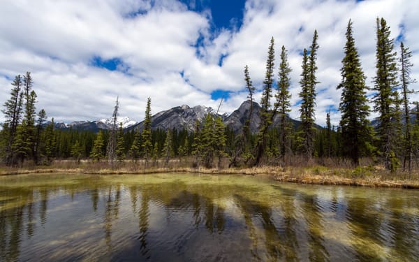 Обои деревья, горы, banff national park, sulphur mountain, canada, alberta, канада, озеро, банф, альберта