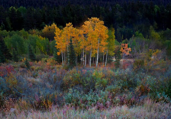 Обои canada, frosted fields of color - kananaskis country, alberta