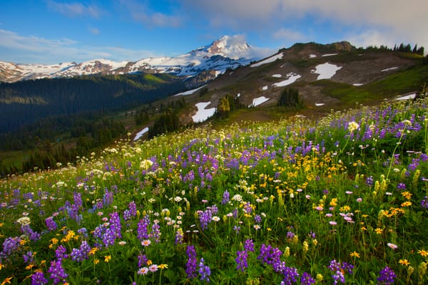 Обои washington, summer wildflower season - skyline divide, mount baker area