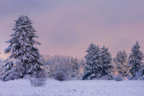 Обои washington, scatter creek area, sunrise in forest
