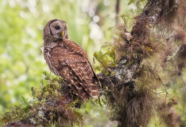 Обои сова, пёстрая неясыть, barred owl