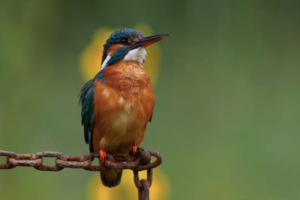 Обои зимородок, kingfisher, цепь