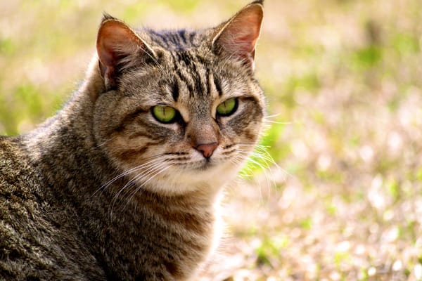 Обои autumn, cat, frostygirl696, by