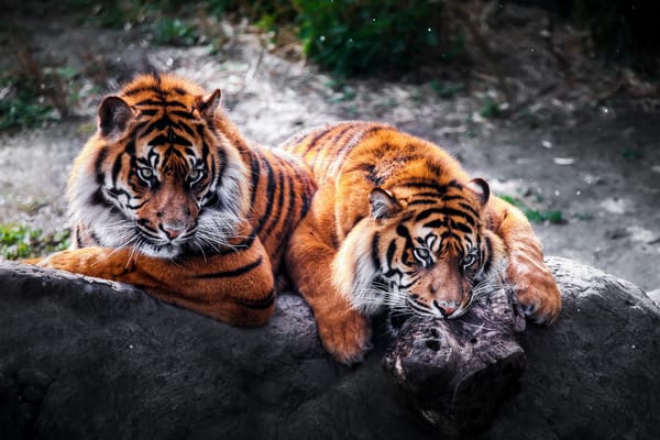 Обои zoo, diergaarde blijdorp, holland, rotterdam, tigers
