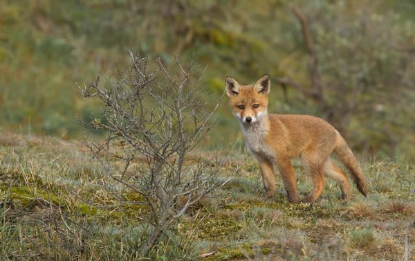 Обои лисенок, watching you, red fox, puppy