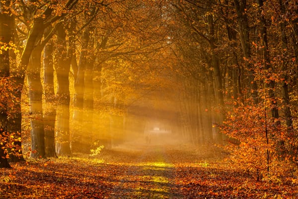 Обои netherlands, drenthe, golden rays of autumn, drowen
