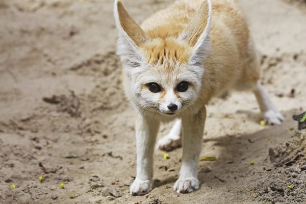 Обои лиса, fennec fox, фенек
