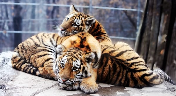 Обои амурский тигр, panthera tigris altaica, тигрята
