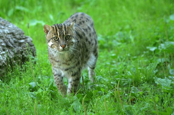 Обои sweden, fishing cat, parken zoo eskilstuna