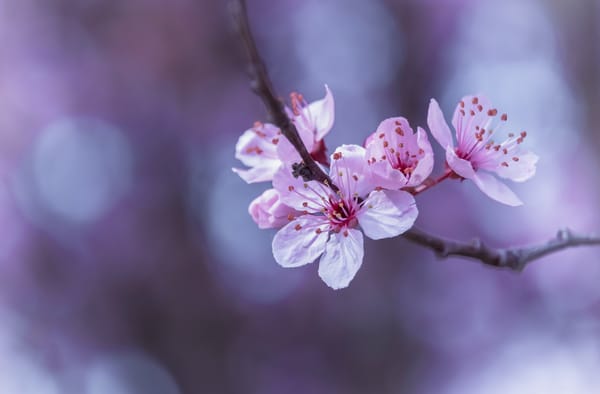 Обои цветущая ветка, ветка, Cherry Blossoms, цветение, sakura, весна, флора, цветы, art