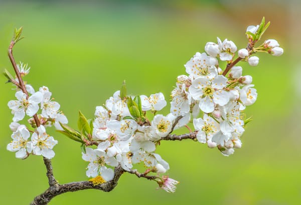 Обои весенняя природа, ветка, цветущая ветка, цветы, флора, цветение, весна, sakura, Cherry Blossoms