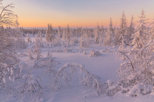 Обои Salekhard, сугробы, снег, пейзаж, деревья, закат, лесотундра, Russia зимняя тундра