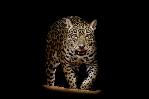 Обои Leopard portrait, семейства кошачьих, леопард, хищник, животное