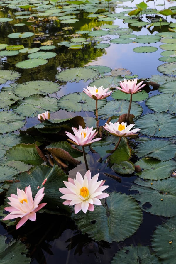 Обои Water Lilies, цветы, красивый цветок, флора, водяная красавица, водяные лилии, водяная лилия, цветок, красивые цветы, водоём