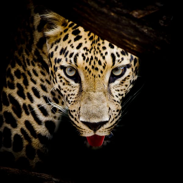 Обои Leopard portrait, семейства кошачьих, леопард, животное, хищник