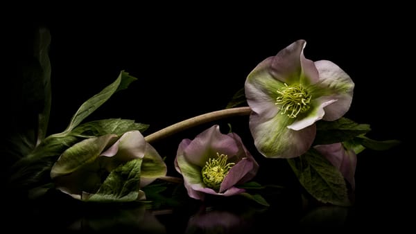 Обои Морозник, чёрный, цветы, цветочная композизия, цветок, флора, Helleborus, хелеборус