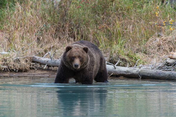 Обои Аляска, Lake Clark National Park, бурый медведь