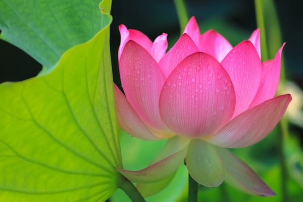Обои Lotus, красивый цветок, лотос, цветы, красивые цветы, флора, цветок, водяная красавица, лотосы, водоём