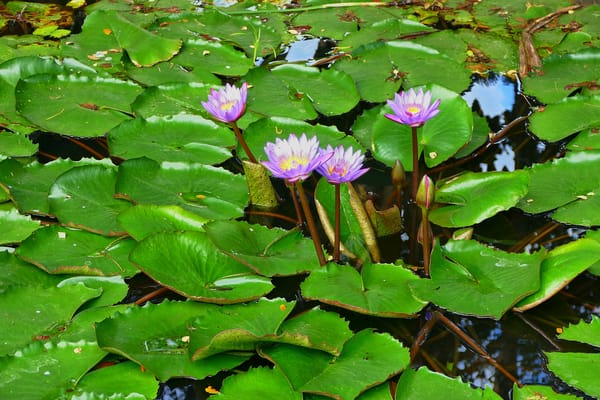 Обои Water Lilies, красивые цветы, цветок, водоём, водяная красавица, флора, цветы, водяная лилия, водяные лилии, красивый цветок