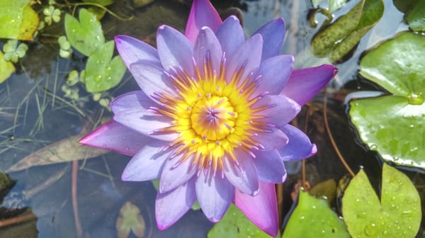 Обои Water Lilies, красивый цветок, красивые цветы, цветок, водяные лилии, флора, цветы, водоём, водяная красавица, водяная лилия