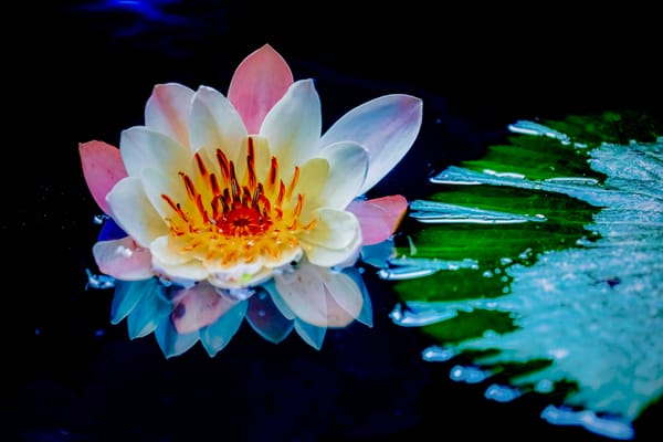 Обои Water Lilies, цветок, красивые цветы, водяная красавица, водоём, флора, красивый цветок, цветы, водяная лилия, водяные лилии