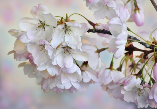 Обои цветок, Cherry Blossoms, цветы, флора