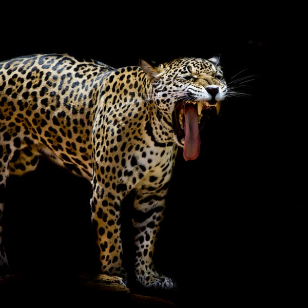 Обои Leopard portrait, леопард, хищник, животное, семейства кошачьих