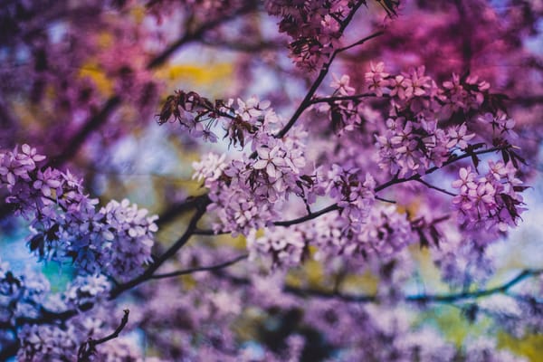 Обои sakura, Cherry Blossoms, цветы, ветка