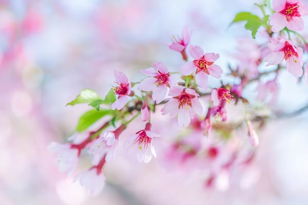 Обои sakura, ветка, цветы, Cherry Blossoms