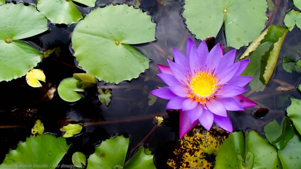 Обои Water Lilies, красивые цветы, водяные лилии, цветок, водоём, красивый цветок, флора, цветы, водяная красавица, водяная лилия