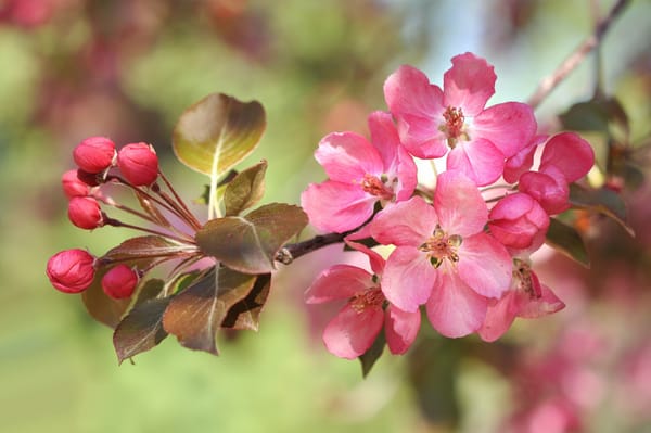 Обои sakura, Cherry Blossoms, весна, цветение, цветы, флора, ветка, цветущая ветка