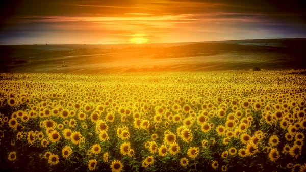 Обои закат солнца, подсолнухи, цветы, поле, Girasoles de Castilla, пейзаж