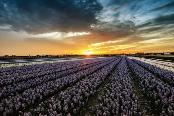 Обои Lisse-Netherlands, Лиссе, Нидерланды закат, пейзаж, цветы, поля