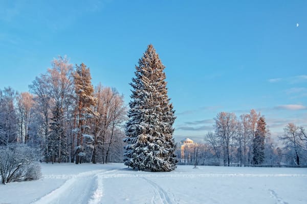 Обои Санкт-Петербург, Павловский парк, Русская зима