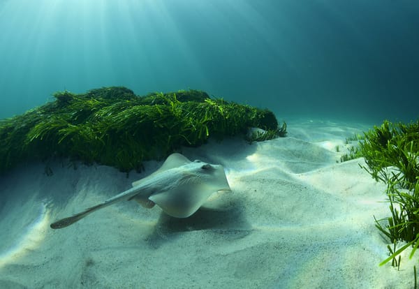 Обои Море, скат, морское дно
