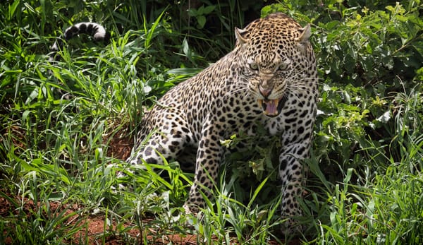 Обои Амурский леопард, Amur Leopard, животное, оскал, хищник