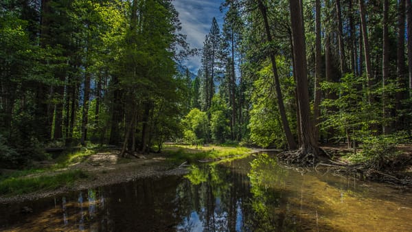 Обои Yosemite National Park, California, лес, деревья, Калифорния, природа, Национальный парк Йосемити