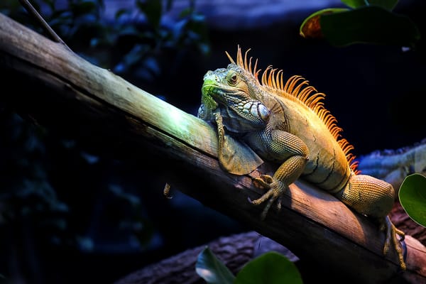 Обои Iguane, крупная растительноядная ящерица семейства игуановых, Обыкновенная игуана