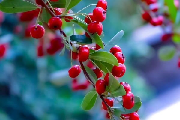 Обои Пираканта, огненный шип, Pyracantha, многолетний вечнозеленый кустарник с длинными шипами, ягоды, макро, декоративные ягоды, растение