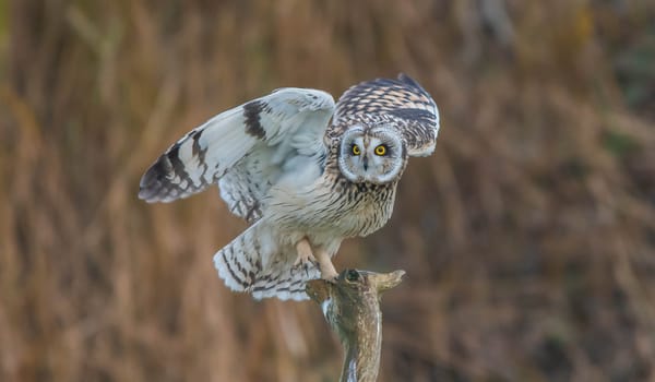Обои Short Eared Owl, сова, хищная ночная птица