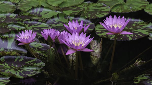 Обои Water Lilies, цветы, водяные лилии, красивые цветы, флора, цветок, водоём, красивый цветок, водяная красавица, водяная лилия