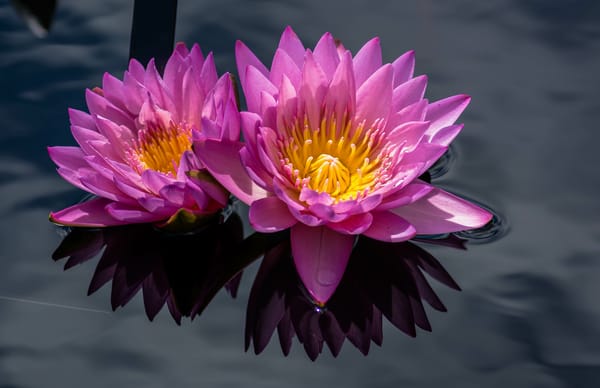 Обои Water Lilies, цветок, цветы, водоём, флора, красивый цветок, водяная красавица, водяная лилия, красивые цветы, водяные лилии