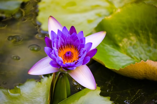 Обои Water Lilies, красивый цветок, красивые цветы, водяная красавица, цветок, цветы, водяная лилия, флора, водоём, водяные лилии