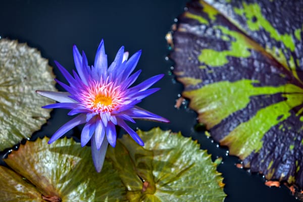 Обои Water Lilies, красивый цветок, водоём, цветы, водяная лилия, красивые цветы, цветок, водяные лилии, водяная красавица, флора