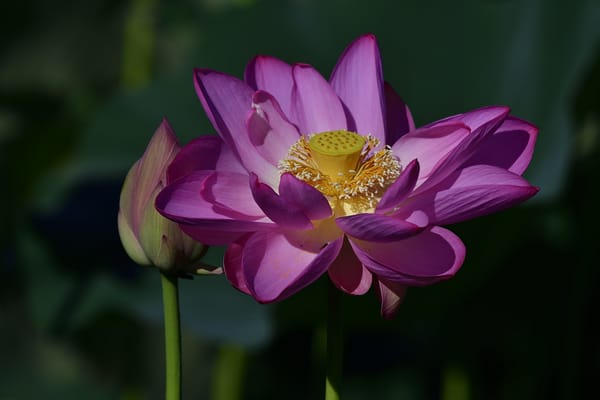 Обои Lotus, водяная красавица, лотос, лотосы, красивый цветок, водоём, красивые цветы, цветы, цветок, флора