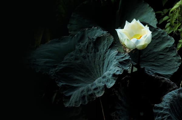 Обои Lotus, лотос, водяная красавица, водоём, цветы, лотосы, красивый цветок, красивые цветы, цветок, флора